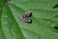 Anthophila fabriciana