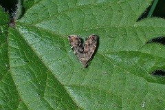 Anthophila fabriciana