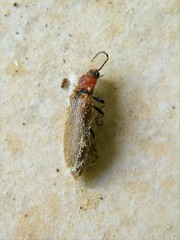 Denticollis linearis