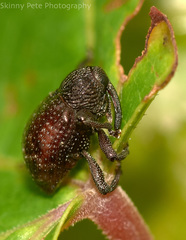 Chalcodermus collaris