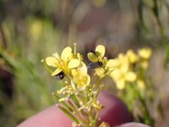 Melyrosoma hirtum
