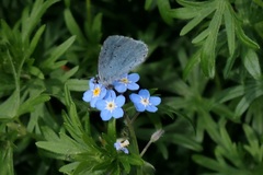 Celastrina argiolus