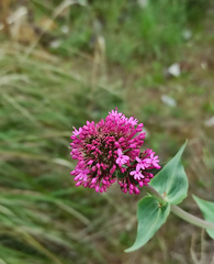 Centranthus ruber
