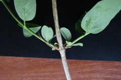 Lonicera × muendeniensis