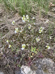 Arabidopsis suecica