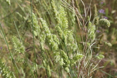 Dactylis glomerata