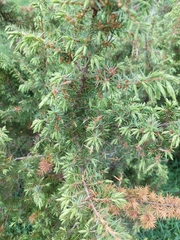 Juniperus communis communis