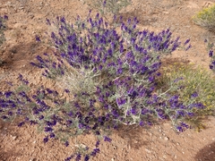 Psorothamnus fremontii