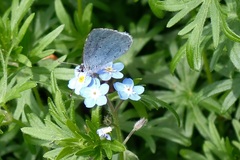 Celastrina argiolus