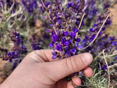 Psorothamnus fremontii