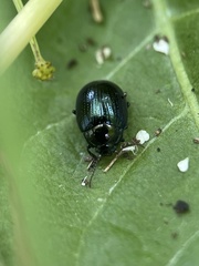 Chrysolina oricalcia