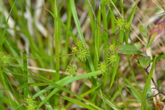 Carex flava
