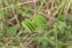 Medicago orbicularis