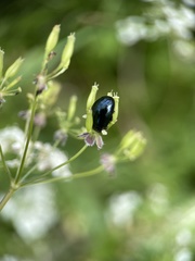 Chrysolina oricalcia