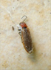 Denticollis linearis