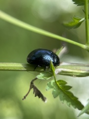 Chrysolina oricalcia