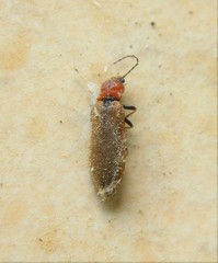 Denticollis linearis