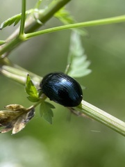 Chrysolina oricalcia