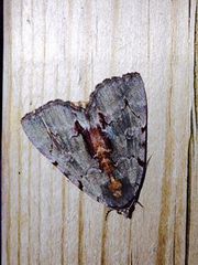 Catocala grynea