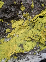 Chrysothrix chlorina