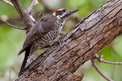 Arizona Woodpecker photo 3