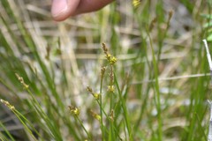 Carex sterilis