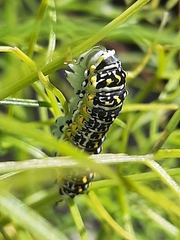 Papilio hospiton