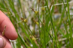 Carex sterilis