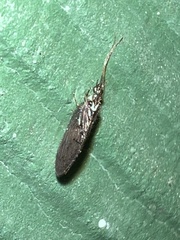 Sympherobius occidentalis