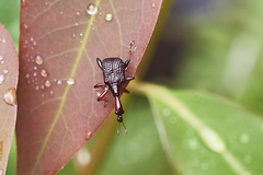 Paratrachelophorus