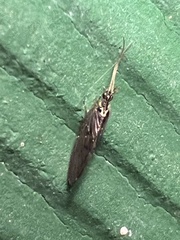 Sympherobius occidentalis