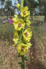 Verbascum virgatum