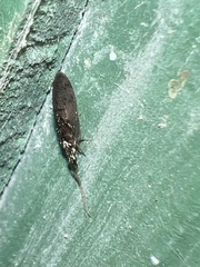 Sympherobius occidentalis