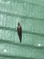 Sympherobius occidentalis