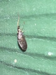 Sympherobius occidentalis