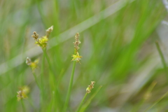 Carex sterilis