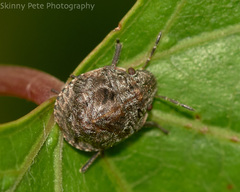 Acantholomidea porosa