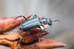 Malachius thevenetii