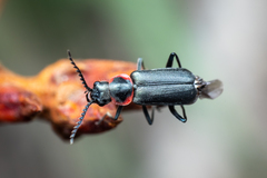 Malachius thevenetii