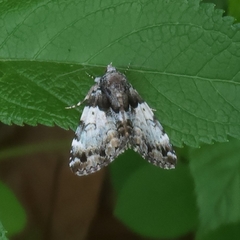 Allotria