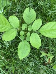 Fraxinus