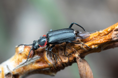 Malachius thevenetii