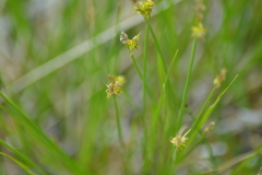 Carex sterilis