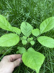 Fraxinus