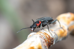 Malachius thevenetii
