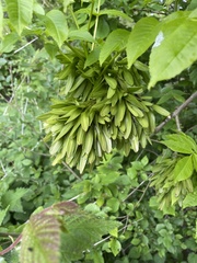 Fraxinus excelsior