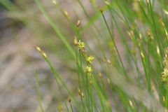 Carex sterilis