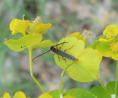 Oberea erythrocephala