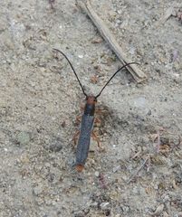 Oberea erythrocephala