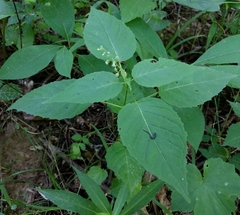 Circaea canadensis